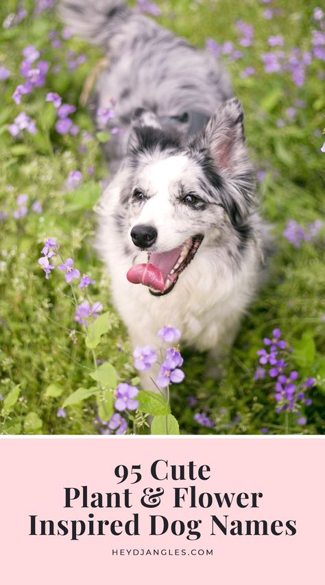 Cottagecore Pet Names, Nature Names For Pets, Coquette Dog Names, Plant Names Ideas, Pet Names For Girls, Aesthetic Dog Names, Girl Pet Names, Flower Names For Girls, Dog Name Ideas