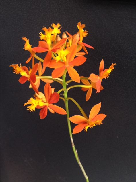 Garden Flowers, Orange Flowers, Flower Garden, Orchids, Paint, Orange, Plants, Flowers, Art