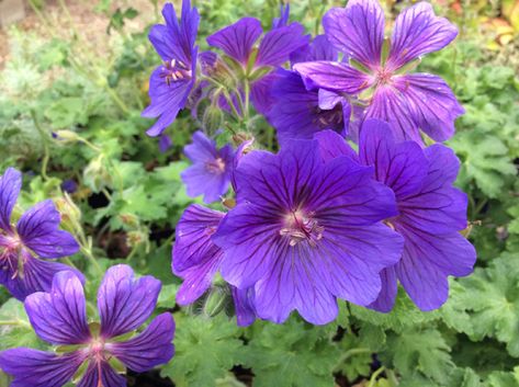 Digging Dogs, Shade Loving Perennials, Hardy Geranium, Dog Nursery, Deer Resistant Plants, Hardy Perennials, Woodland Garden, Ornamental Grasses, Garden Soil