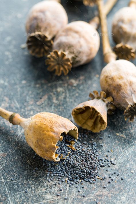 Dried poppy heads and seeds. by jirkaejc. Dried poppy heads and seeds. Blue poppy. Dried Poppy, Poppy Head, Poppy Heads, Blue Poppy, Architecture Photo, Poppies, Seeds, Stuffed Mushrooms, Stock Photos