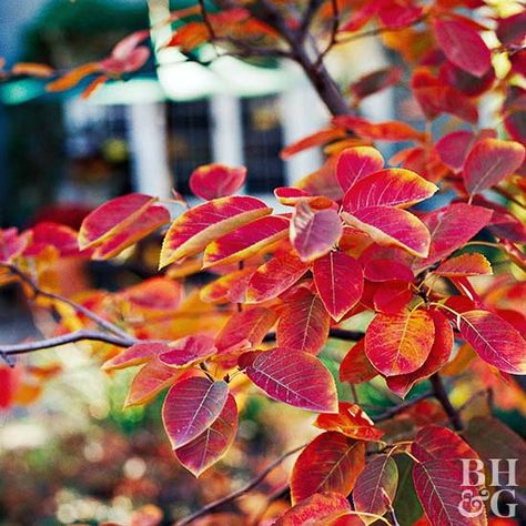 Serviceberry (Amelanchier) gets full marks for spring flowers, summer fruit, and fall color. The foliage begins yellow and changes to shades of deep orange and red. Plant this small tree in full sun. #serviceberry #tree #garden Serviceberry Tree, Service Berry, Tree Tree, Planting Shrubs, Garden Shrubs, Have Inspiration, Art Tree, How To Attract Birds, Tall Plants