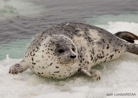 Spotted Seal | Qasibiaq Seal Pictures, Spotted Seal, Harp Seal, Harbor Seal, Sea Mammal, Cute Seals, Seal Pup, Baby Seal, Ceramic Inspiration