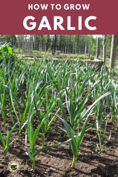 How to Plant Garlic Cloves - Growing Garlic Part 1 Planting Cloves When To Plant Garlic, Plant Garlic, Plantarea Legumelor, Grow Garlic, Harvesting Garlic, Planting Garlic, Easy Vegetables To Grow, When To Plant, Growing Garlic