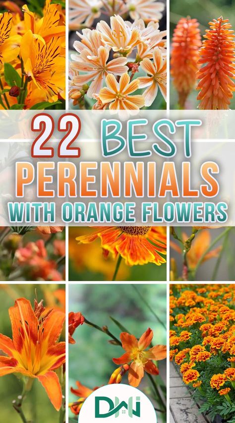 Red Yellow Orange Flower Garden, Orange Perinneals, Orange Perennial Flowers, Orange Dalia, Orange Perennials, Orange Flowering Plants, Cheap Gardening, Red Hot Poker Plant, Red Perennials