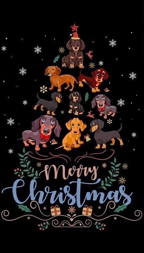 Merry Christmas Dachshund, Dachshund Merry Christmas, Merry Christmas Gif, Merry Christmas Images, Merry Christmas Wishes, Dachshund Christmas, Animated Christmas, Christmas Gif, Dachshund Love