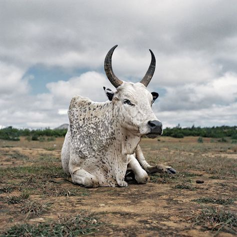 Zebu9 Ankole Cattle, Zebu Cow, Beautiful Portraits, Western Region, Milk Production, Natural Landscape, My Eyes, South African, Madagascar