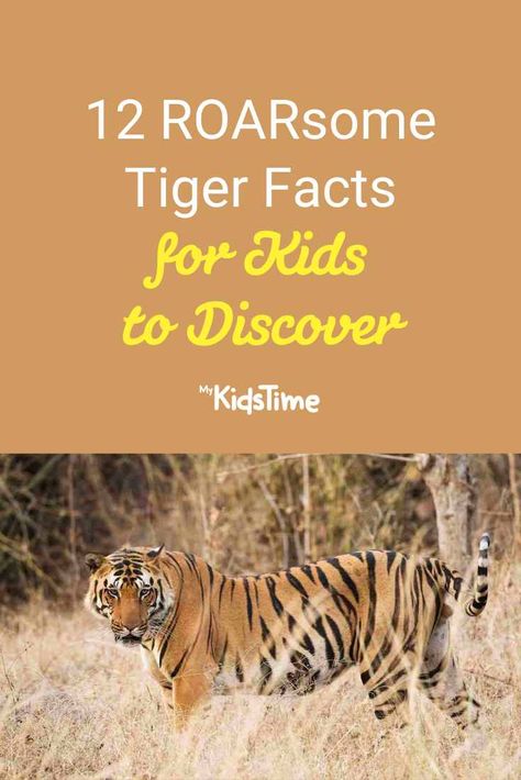 Tiger Facts For Kids, Panda Facts For Kids, International Tiger Day, Panda Facts, Tiger Habitat, Project Tiger, Tiger Facts, Tiger Species, Female Tiger