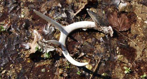 7 Shed Hunting Tips for Those Who Just Can't Seem to Find Them Shed Hunting, Deer Season, Shed Antlers, Wide Open Spaces, Hunting Tips, Late Winter, A Deer, Open Spaces, Shed Plans