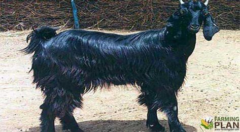 Indian Goat, Homesteading Animals, Black Goat, Hair Covering, Pygmy Goat, Farming Business, Big Friends, Dairy Goats, Milk Production