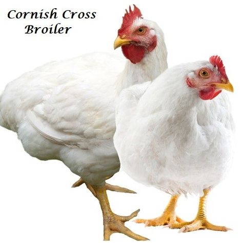 Cornish-Cross Broiler Cornish Game Hen, Meat Birds, Broiler Chicken, Game Hen, Bird Care, Best Meat, Chicken Feed, Poultry Farm, Corn On Cob