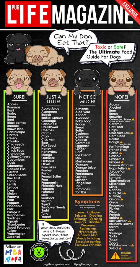 List Of What Dogs Can And Cant Eat, Printable List Of Toxic Foods For Dogs, Best Dog Food Toppers, Lick Mat Recipes Cat, Homemade Dog Food For Dogs With No Teeth, Coconut Oil For Dogs How To Use, What Can Dogs Eat And Not Eat, Puppy Food Ideas, Fruits Dogs Can Eat