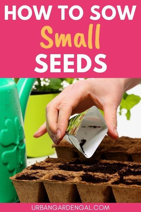 Planting small flower seeds How To Plant Flower Seeds, Plant Seeds, Germinating Seeds Indoors, Planting Flowers From Seeds, Seed Tape, Flower Seedlings, Seed Raising, Front Flower Beds, Starting Seeds Indoors