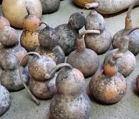 How To Clean And Preserve Gourds, How To Carve Dried Gourds, How To Preserve Gourds, How To Prepare Gourds For Painting, How To Make Bird Houses Out Of Gourds, Large Gourd Ideas, How Do You Dry Out Gourds, How To Clean Dried Gourds, Painting Dried Gourds