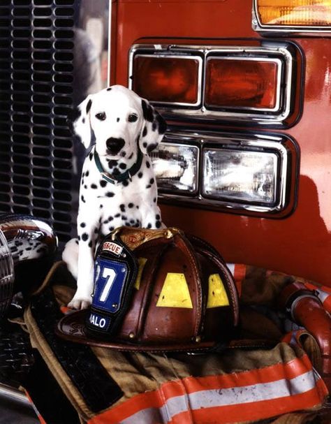 JpM ENTERTAINMENT Fantasy Country, Fire Photos, Firefighter Calendar, Firefighter Art, Dalmatian Puppy, Dalmatian Dogs, Fire Fighter, Fire Service, Emergency Vehicles