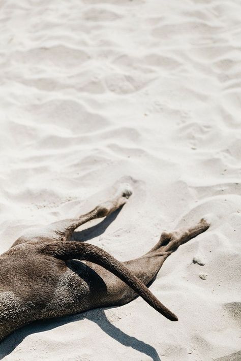 Dog Beach Photography, Beach Dog Aesthetic, Dog Beach Aesthetic, Dog Beach Photoshoot, Dog Beach Pictures, Beach With Dog, Beach Dog Photos, Dog At Beach, Leo Photoshoot