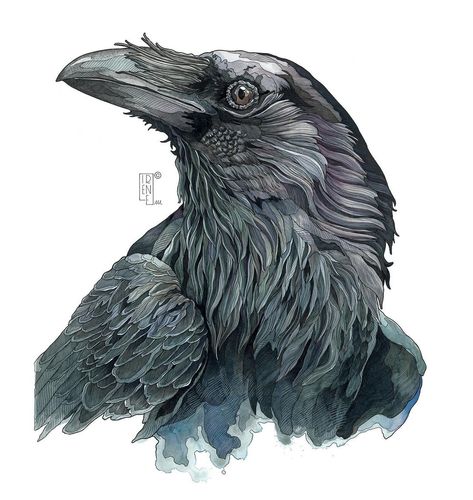 Irene Meniconi | Animal watercolor artist | “Raven” 50 x 70 cm Watercolor, ink, markers, colored pencils and gouache on paper. Private collection ⭐️ Limited edition available in… | Instagram Watercolor And Ink Animals, Raven Watercolor Paintings, Raven Ink Drawing, Color Pencil Art Nature, Fine Art Ideas, Irene Meniconi Art, Irene Meniconi, Raven Watercolor, Raven Drawing