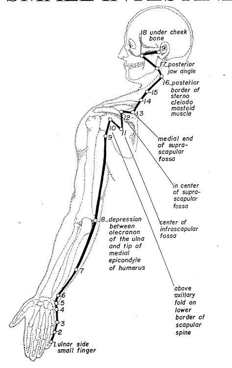 small intestine meridian Heart Meridian, Acupressure Points Chart, Traditional Chinese Medicine Acupuncture, Acupuncture Points Chart, Meridian Lines, Message Therapy, Polarity Therapy, Physical Therapy Assistant, Small Intestine