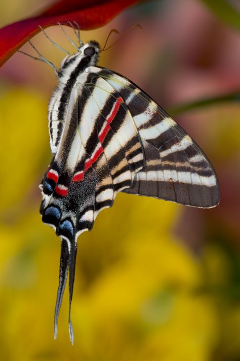 Zebra Swallowtail Butterfly photographed by:  Darrell Gulin Zebra Swallowtail Butterfly, Zebra Swallowtail, Flying Flowers, Swallowtail Butterfly, Butterflies Flying, Beautiful Bugs, Butterfly Pictures, Butterfly Kisses, Arthropods