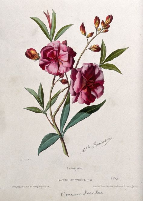 Oleander Plants, Nerium Oleander, Botanical Floral Art, Wellcome Collection, Botanical Illustration Vintage, Botanical Tattoo, Plant Roots, Botanical Drawings, Plant Illustration