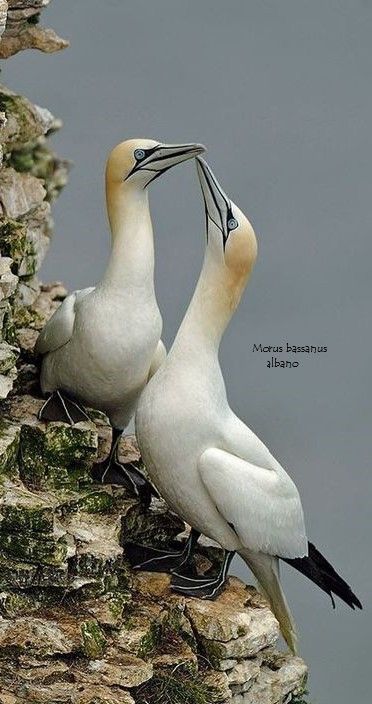 Northern Gannets from the North Atlantic Regions Gannet Bird, Northern Gannet, Crested Grebe, Golden Plover, Birds Photography Nature, Southern Art, Black And White Birds, Birds Beautiful, Bird Flying