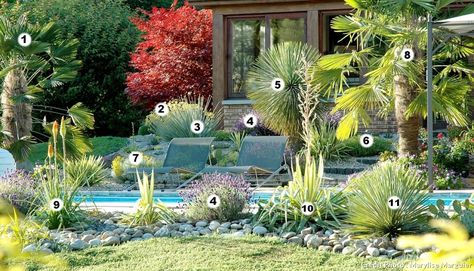 Rocaille exotique Midcentury House Exterior, Yucca Filamentosa, Yucca Rostrata, Pool Plants, Mediterranean Garden Design, Helichrysum Italicum, Terrasse Design, Modern Backyard Landscaping, Garden Architecture