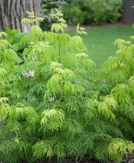 Elderberry – Planting, Growing, and Caring for Elderberry Plants | Garden Design Lemony Lace Elderberry, Sambucus Racemosa, Elderberry Shrub, Elderberry Tree, Elderberry Plant, Elderberry Bush, Flower Pot Design, Planting Ideas, White Plants