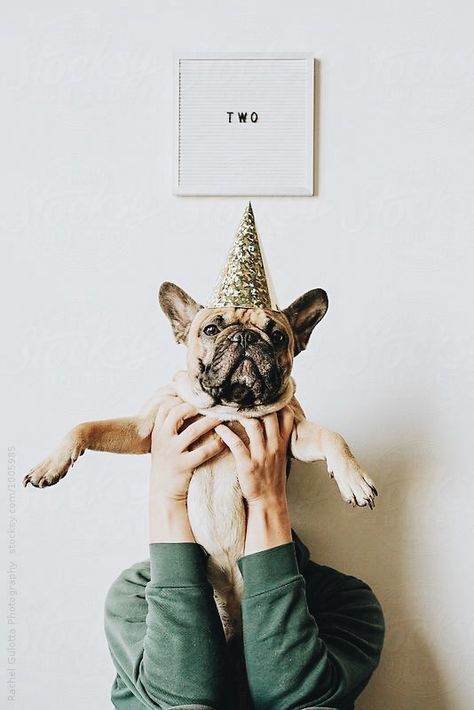 Dog Birthday Pictures, Dog First Birthday, Dogs Birthday, Puppy Photography, Puppy Birthday Parties, Dog Birthday Cake, Dog Photoshoot, Puppy Birthday, Dog Birthday Party