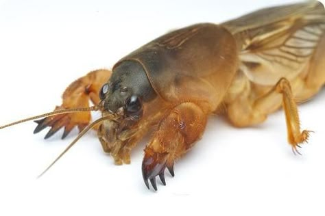 Mole Cricket, Cool Insects, Cool Bugs, Deep Sea Creatures, Beetle Bug, Beautiful Bugs, Arthropods, Arachnids, Bugs And Insects