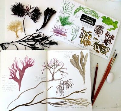 Seaweed studies sketchbook pages Seaweed Sketch, Seaweed Tattoo, Artists Sketchbooks, Print Workshop, Sketch Pencil, Artist Sketchbook, Sketchbook Pages, Rec Room, Colored Pencil