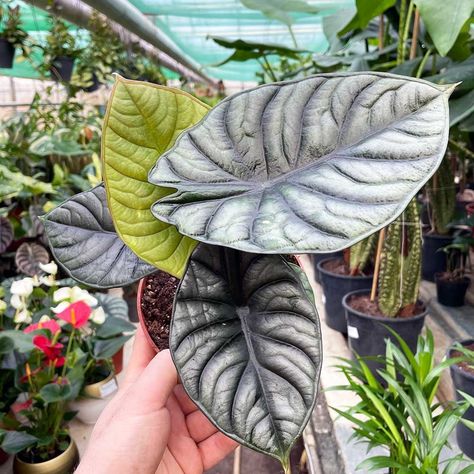 Alocasia Nebula, Merritt Island, Inside Plants, Large Plants, House Plant, Window Box, Green Thumb, Garden Plants, House Plants