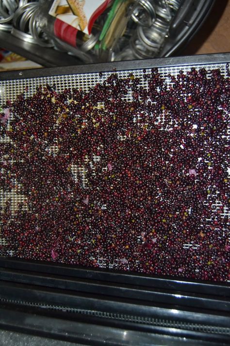 Dehydrating Elderberries, Dehydrated Elderberries, How To Dehydrate Elderberries, Dehydrate Cranberries, How To Dehydrate Cranberries, Dehydrated Cranberries In Dehydrator, Dehydrate Herbs In Dehydrator, Elderberry Plant, Elderberry Recipes