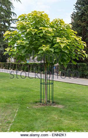 Indian Bean Tree, Catalpa Bignonioides, Indian Garden, Multiple Images, Garden Trees, Landscape Ideas, Horticulture, House Front, Garden Arch