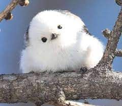 Shima Enaga: Tiny Birds in Japan That Look Like Cotton Balls - Nspirement White