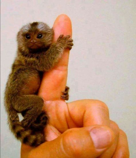 Monito miniatura Finger Monkey, Pygmy Marmoset, Marmoset Monkey, Tiny Monkey, Small Monkey, Baby Animals Funny, Baby Monkey, Primates, Cute Creatures