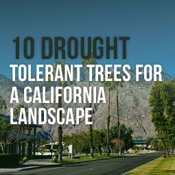 Drought Tolerant Trees California, Landscaping Privacy Trees, Backyard Landscaping Privacy, Drought Tolerant Landscape Backyard, Drought Resistant Trees, Landscaping Privacy, Privacy Landscaping Backyard, Drought Tolerant Trees, Drought Resistant Landscaping