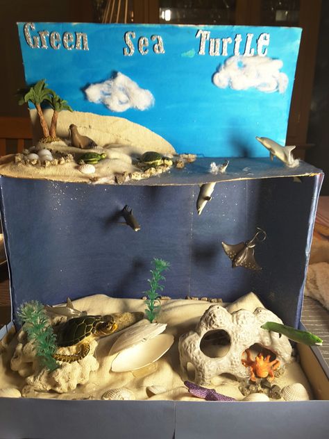 Above/below water diorama. Green sea turtle. 3rd grade Ecosystems Diorama, Ocean Diorama, Biomes Project, Diorama Kids, Ecosystems Projects, Diarama Ideas, Habitats Projects, Ocean Habitat, Ocean Projects