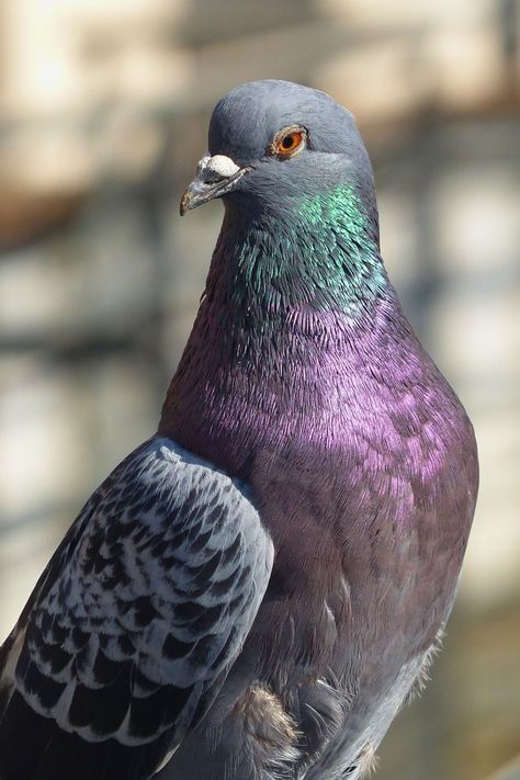 Dive into the world of pigeon racing, a thrilling and historic sport. 🏁 Who's your favorite racing pigeon? Pigeon Racing, Pigeon Art, Cute Pigeon, Pigeon Pictures, Dove Pigeon, Racing Pigeons, Fascinating Facts, Bird Photo, Great Pictures