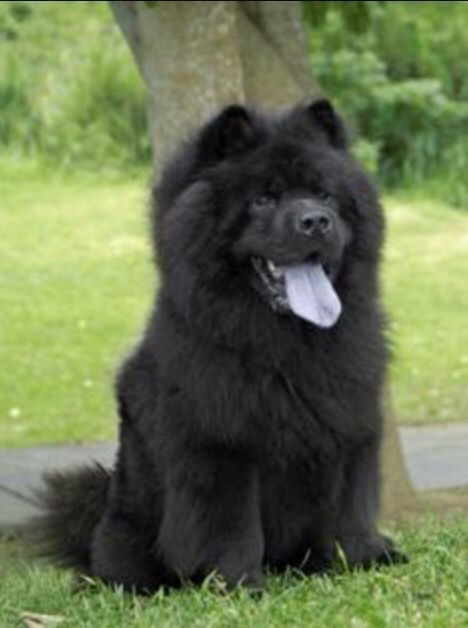 14 Cute Pictures Of Black Chow Chows That Will Make Your Mouth Smile | PetPress Perros Chow Chow, Black Chow Chow, Chow Chow Puppy, Chow Chow Dogs, Chow Chow, Cute Creatures, Beautiful Dogs, Big Dogs, I Love Dogs