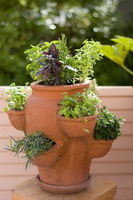 Herb Pot Mini Balcony, Strawberry Pot, Plant Herbs, Strawberry Planter, Herb Garden Pots, Strawberry Pots, Strawberry Plant, Grow Herbs, Strawberry Planters