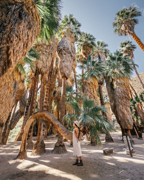 Palm Canyon Trail in Indian Canyon, in Palm Springs. #palmsprings #california #hiking Palm Springs Hiking, Joshua Tree Park, Palm Desert California, Palm Springs Hotels, Palm Springs Bachelorette, Southwest Usa, Mountain Backdrop, Joshua Tree California, Palm Spring