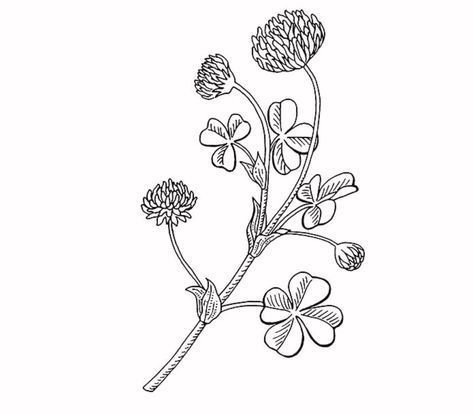 Black And White Clover Tattoo, Clover And Flower Tattoo, Clover Flower Drawing, Clover Flower Tattoo, Clover Plant, Shamrock Flower, Clover Tattoos, Botanical Drawing, Plant Tattoo