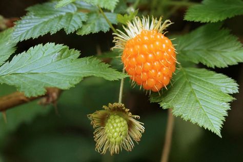 How to Grow Salmonberries (Rubus spectabilis) Understory Plants, Types Of Berries, Native Foods, Berry Plants, Mulberry Tree, Food Forest, Rose Family, How To Attract Hummingbirds, Exotic Fruit