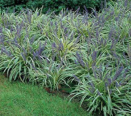 Liriope muscari Variegata Lily Turf, Liriope Muscari, White Flower Farm, Deer Resistant Plants, Garden Shrubs, Shade Plants, Ornamental Grasses, Landscaping Plants, Flower Farm