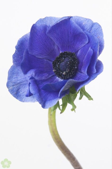 blue anemone Anemone Coronaria, Blue Anemone, Anemone Flower, Brooklyn Wedding, Language Of Flowers, Flower Ideas, Under Maintenance, Blue Flower, 30th Birthday