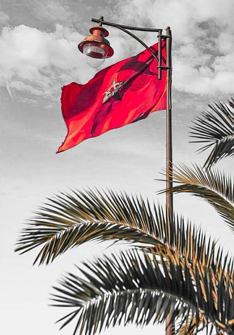 Morocco Flag Wallpaper, Morocco Flag, Flag Wallpaper, Sunflower Wallpaper, Canada Flag, Morocco, Flag, Forest, Quick Saves