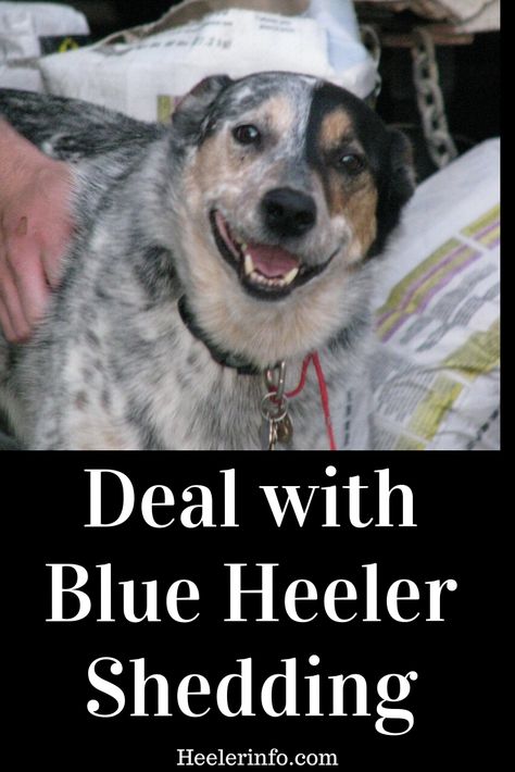 Pug Training, Blue Healer, Heeler Dogs, Austrailian Cattle Dog, Cattle Dogs Rule, Dog Remedies, Blue Heelers, Shih Tzu Funny, Blue Heeler Dogs