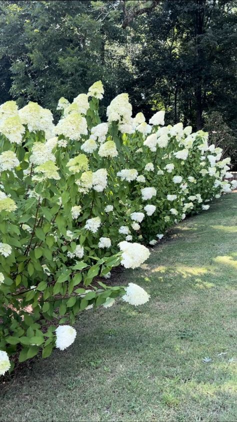 How to Grow Limelight Hydrangeas: Tips for Stunning Blooms - Allie Crowe Hydrangea Hedge, Limelight Hydrangeas, Pruning Hydrangeas, Panicle Hydrangea, Limelight Hydrangea, Water In The Morning, Beneficial Insects, Yellow Leaves, New Growth