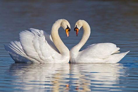 Mute swans forming a heart shape with their necks during courtship... Swan Pictures, Swan Love, Swan Painting, Heart In Nature, Mute Swan, Swans Art, Tunnel Of Love, Beautiful Swan, Fun Photos