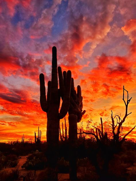 The beauty of the sunset in the American desert is some of my  favorite landscape scenes. Desert Sunset Painting, Sunset Desert, Photos Black And White, Arizona Sunset, Arizona Landscape, Cactus Painting, Desert Life, Desert Painting, Desert Sunset