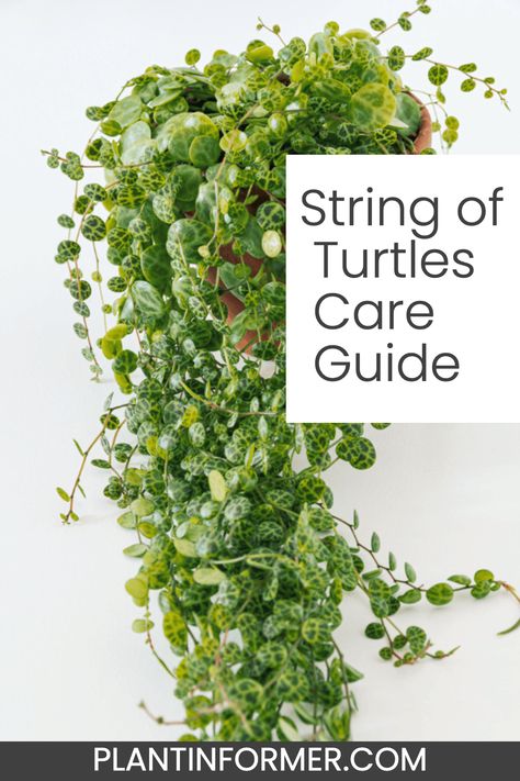 Discover the beauty and ease of nurturing a String of Turtles plant, perfect for bright indoor spaces and small gardens. String Of Turtles Care, String Of Turtles Plant, Purple Heart Plant, String Of Turtles, Turtle Care, Neon Pothos, Peperomia Plant, Indoor Plant Care, Plant Guide